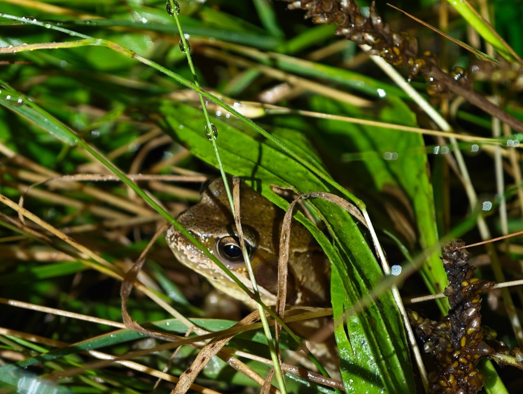 Den hat meine Tochter nur entdeckt, weil eine Kreuzkröte direkt vor seiner Nase im Gras verschwand: Grasfrosch. Nach dem Foto machte er es genau so wie die Kröte und verschwand komplett in der Vegetation. Er benötigte dafür ein oder zwei raumgreifende Sprünge.