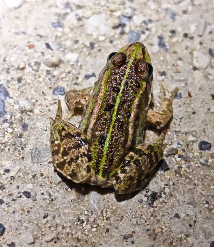 Überraschenderweise trafen wir auch auf ein gutes Dutzend junger Teichfrösche, maximal 2cm groß. Manche blieben im Licht der Taschenlampe still auf dem Weg sitzen, andere verschwanden wie Heuschrecken hüpfend  in der Dunkelheit. Einige wirkten etwas bräunlicher ...