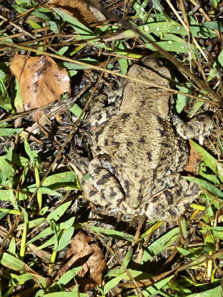 Zwei Erdkröten hopsten vor uns davon. Gegenüber den deutlich kleineren Kreuzkröten wirken sie dabei eher plump.