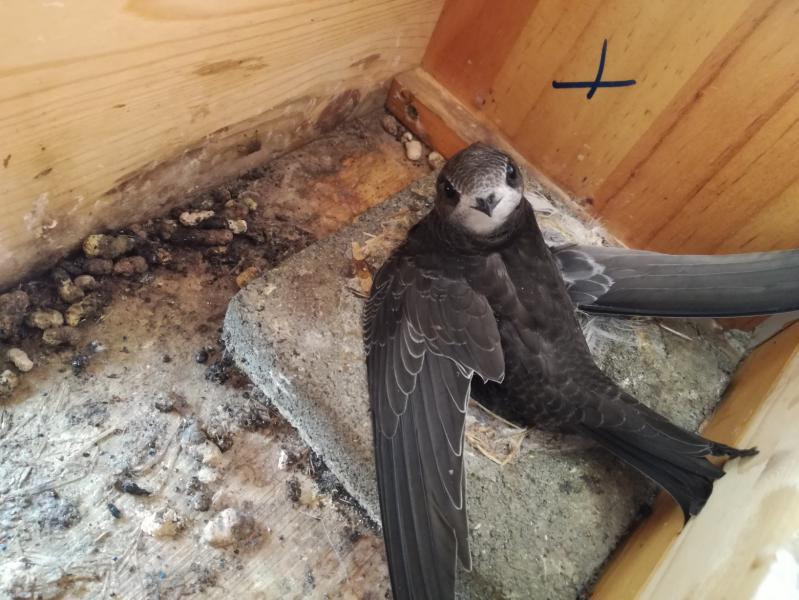 Küken (Altpaar) - 31.07.2018 HOME ALONE.jpg