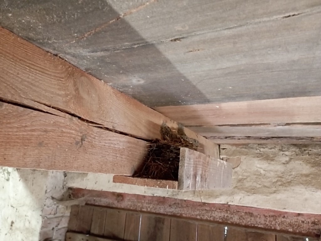 Nest (3).jpg