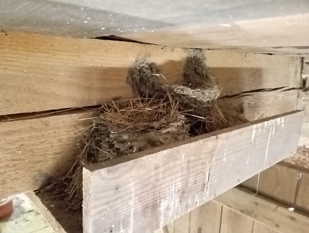 Nest (4).jpg