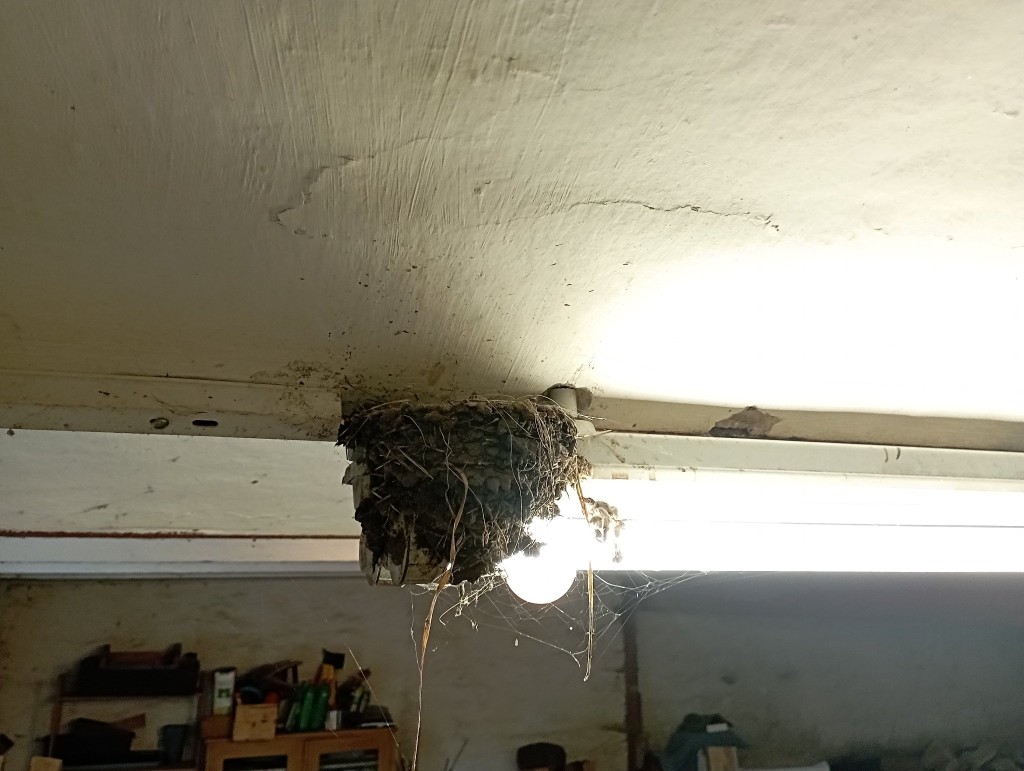 Nest Neonröhre.jpg