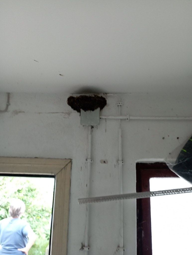 Nest Waschküche 2.jpg