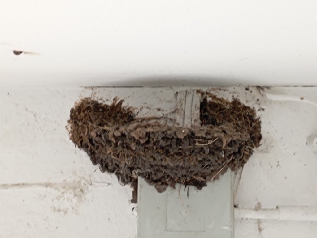 Nest Waschküche.jpg