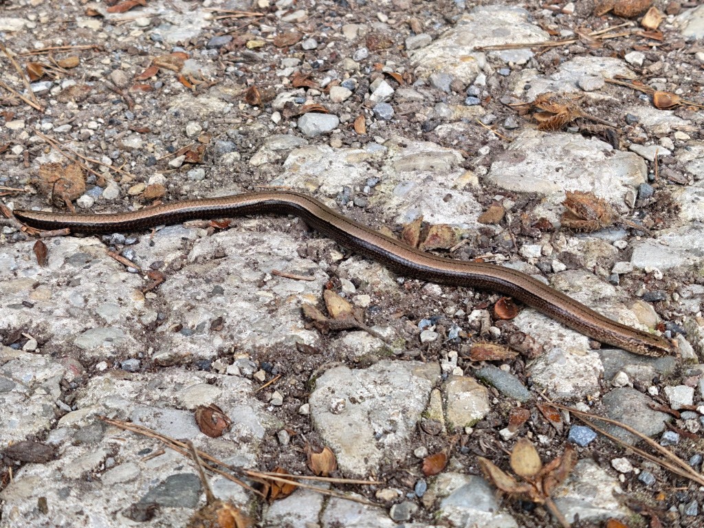 Auf dem Kies des Weges war es wohl etwas wärmer. Sie war aber noch so kalt, dass die sich bei unserer Annäherung nicht bewegte und so gut zu fotografieren war.