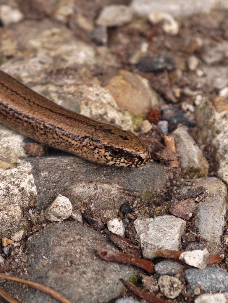 Das schöne Auge der gar nicht blinden Schleiche. Ihr althochdeutscher Name müsste eigentlich mit "Blend-Schleiche" übersetzt werden und spielt auf die glänzende Oberfläche dieser beinlosen Eidechse an.