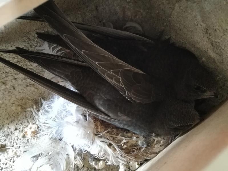 Küken (neues Paar) - 01.08.2018.jpg