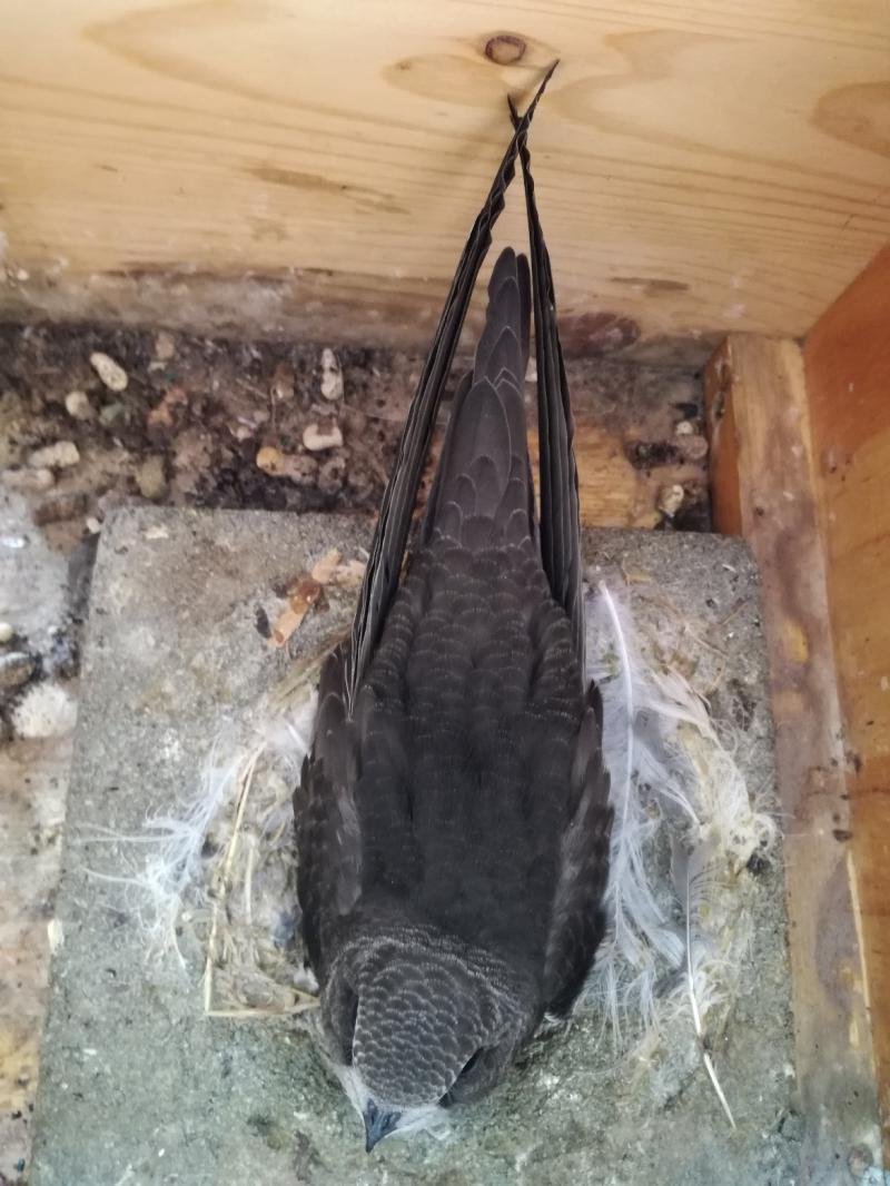 Küken (Altpaar) - 01.08.2018 (Home alone, Tag 2) II.jpg