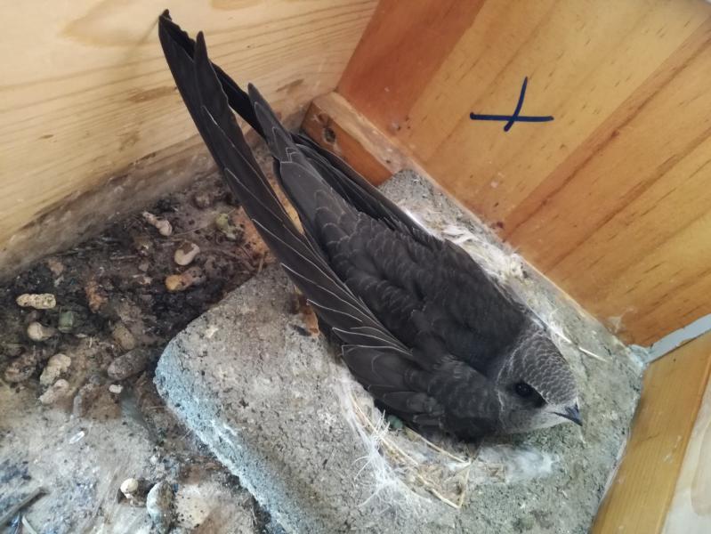 Küken (Altpaar) - 01.08.2018 (Home alone, Tag 2).jpg