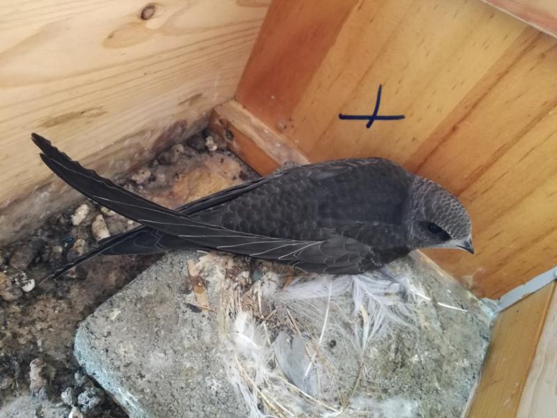 Küken (Altpaar) - 02.08.2018 (Home alone, Tag 3).jpg