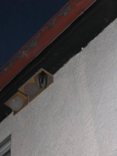 Mein erster Segler der in ein Schwalbennest ziehen wollte und den ersten Kasten einforderte