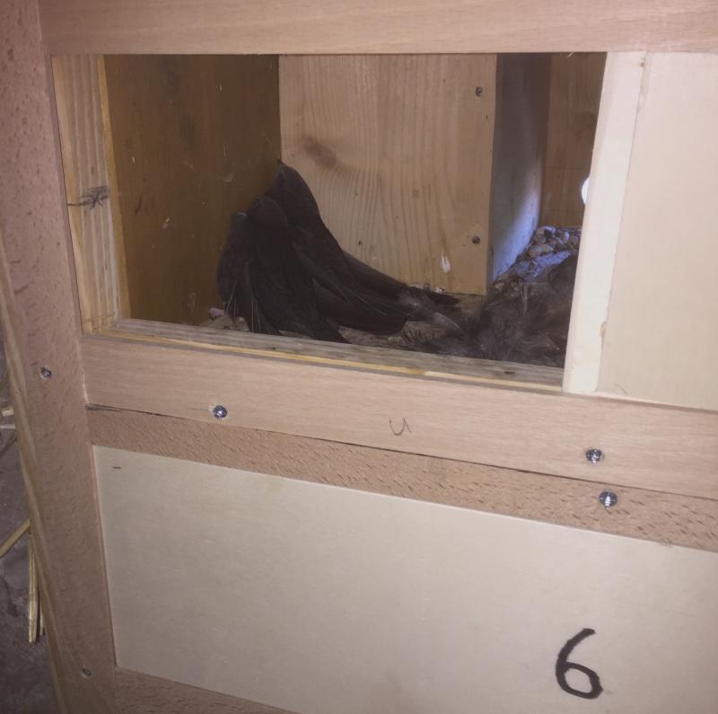 Kasten 4 bis 6 mit geöffneter Rückwand von Kasten 5.jpg