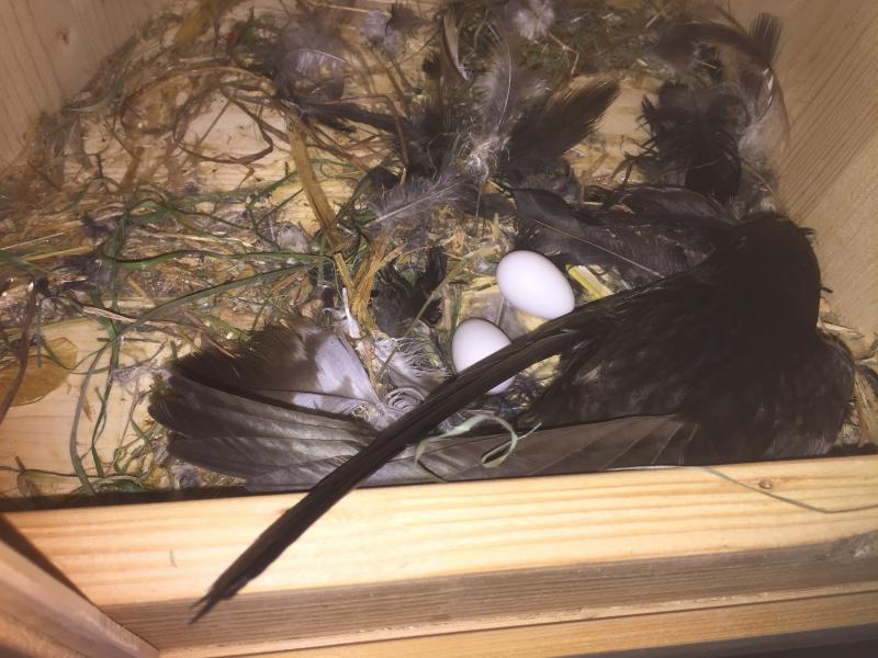 Noch kein Bruterfolg ist beim Jungpaar in Kasten 18 zu verzeichnen. Die beiden Eier im noch rudimentären Nest waren wohl beide nicht befruchtet.