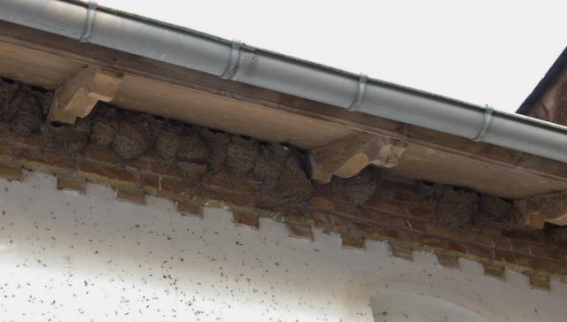 klein Schwalbennester.jpg