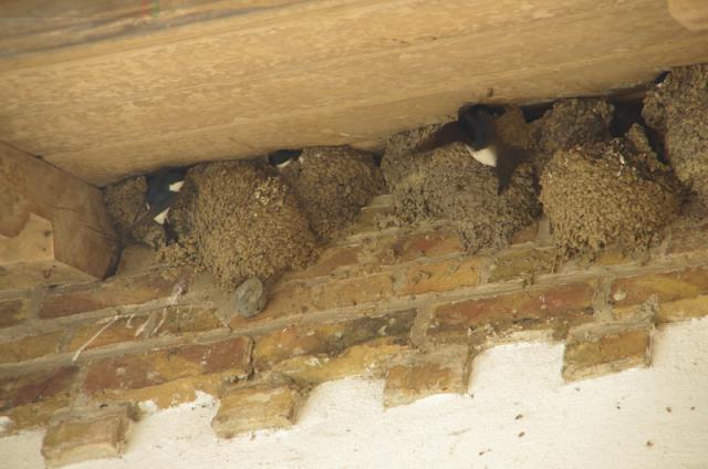 klein unsere schwalben.jpg