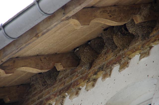 klein unsere schwalben1.jpg