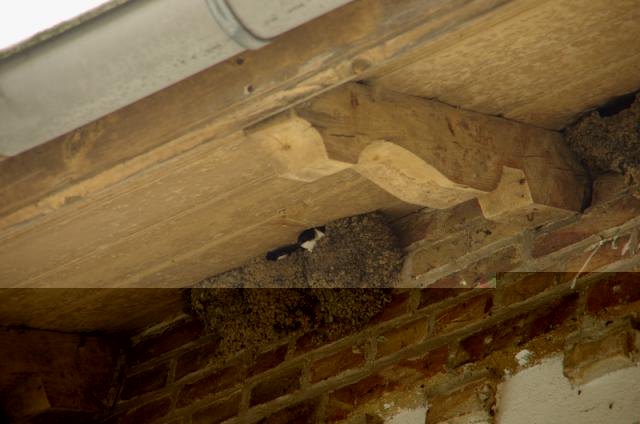 klein unsere schwalben2.jpg