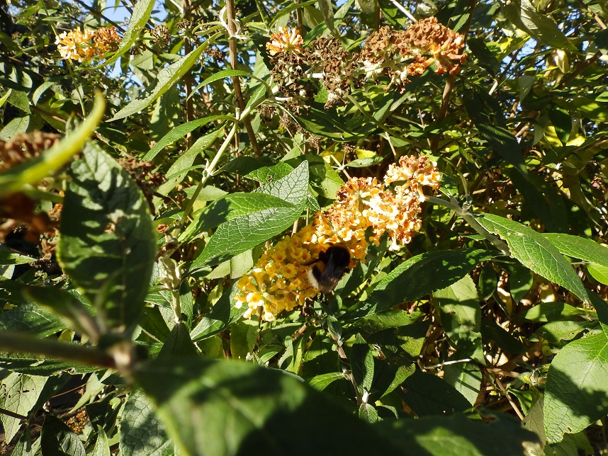 Sommerflieder mit Hummel1.jpg