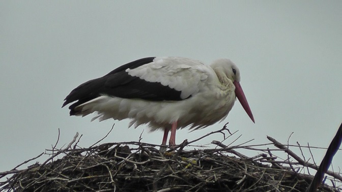 Storch frühl. 2019.jpg