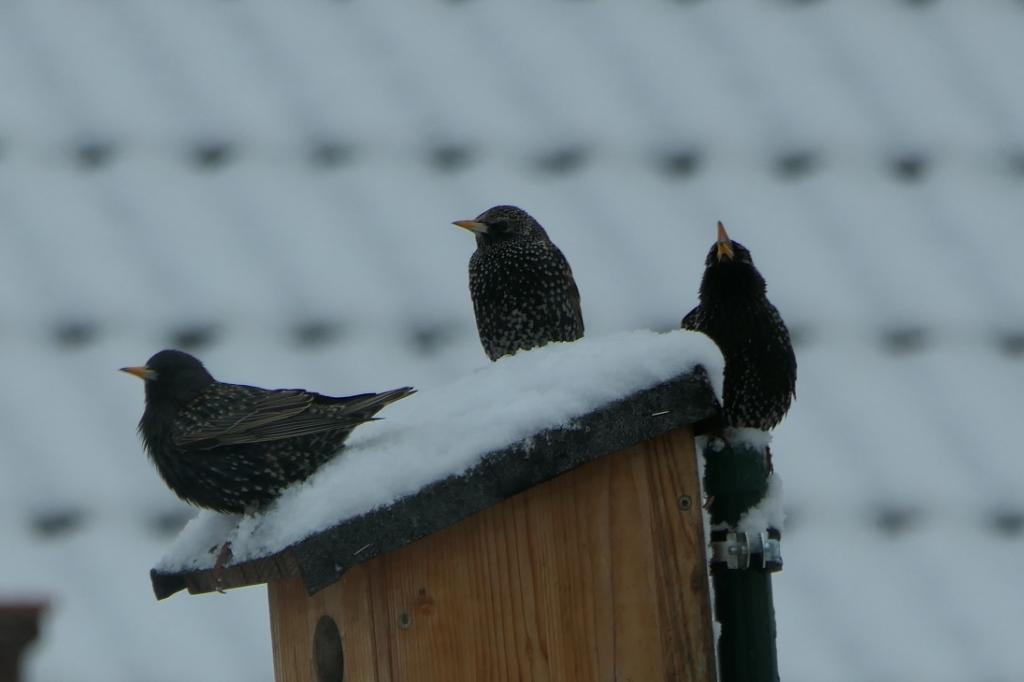 3 Stare auf kasten.jpg