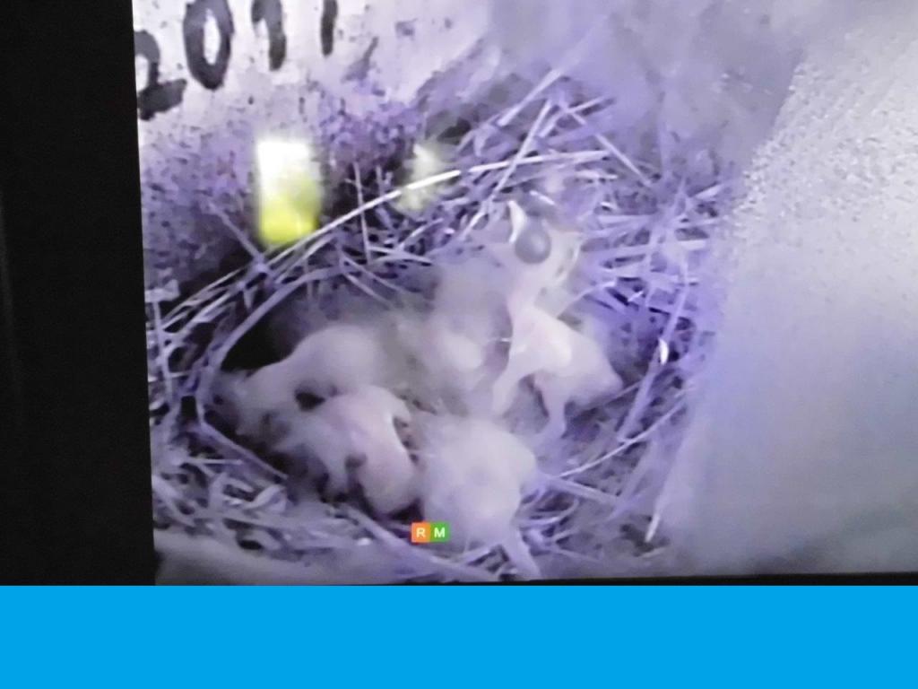 Mehlschwabenkamera 11.06.2018 086.jpg