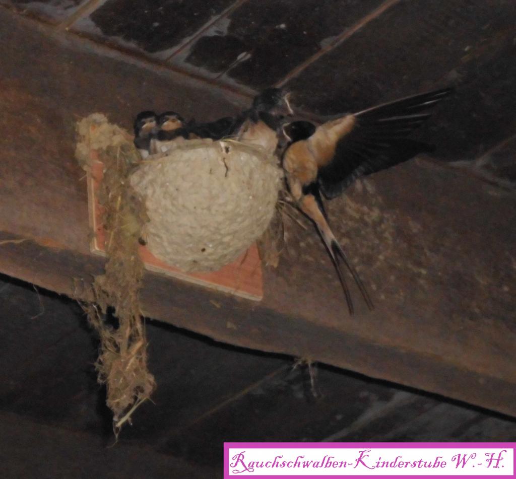 Rauchschwalben Kinderstube 010.jpg