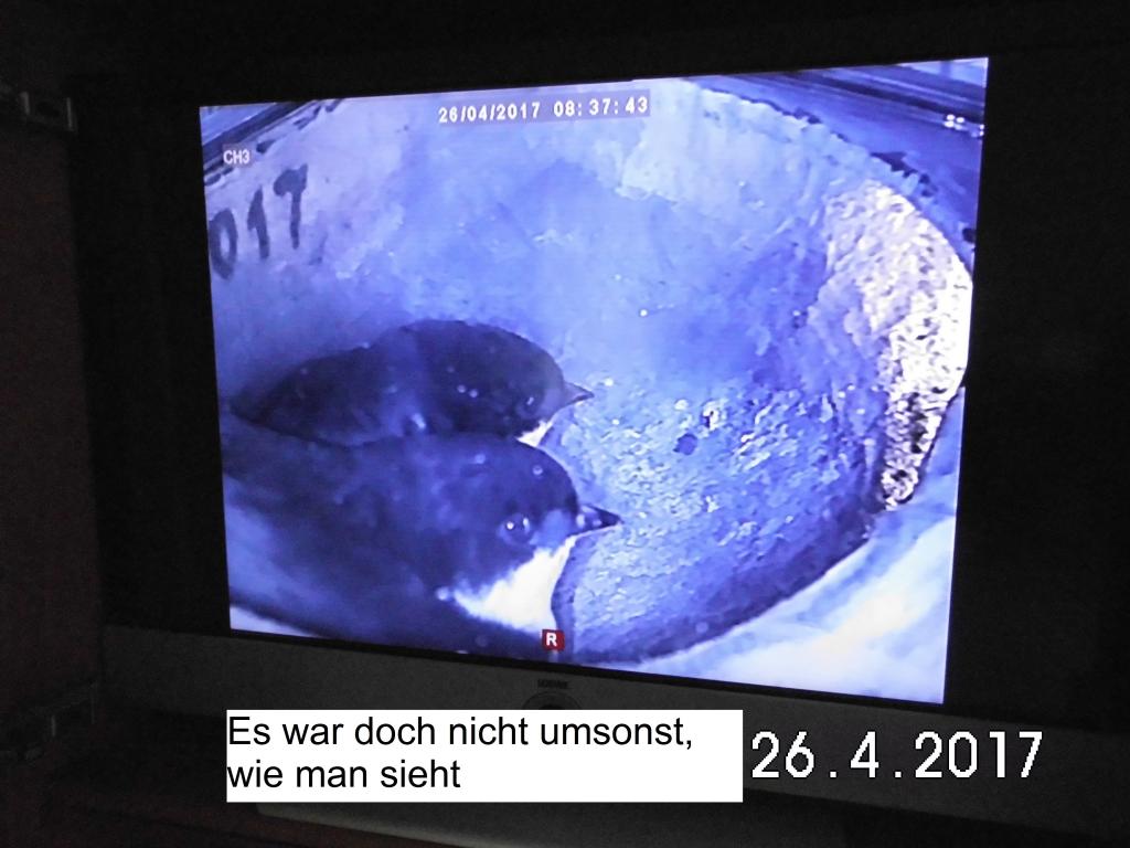 Mehlschwalbenkamera 25.0-26.04.2017 004.jpg