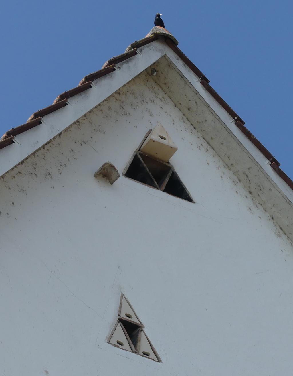 Star auf der Lauer.JPG