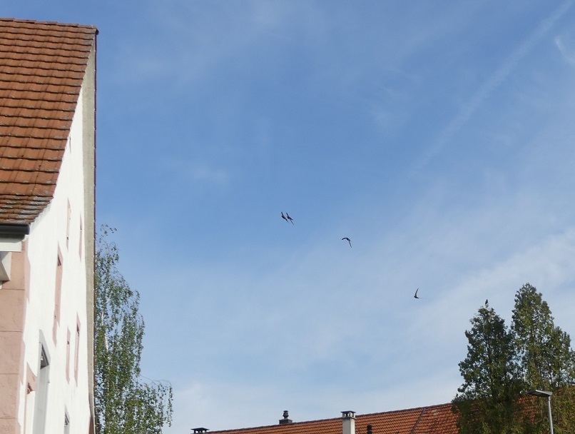 Rechts auf dem linken Baum der balzende Star