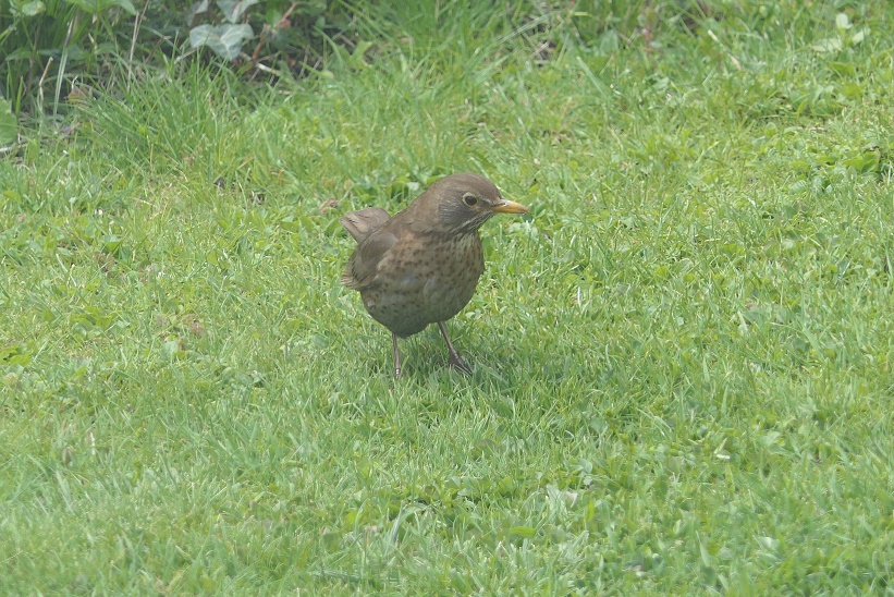 Amsel weibl..jpg