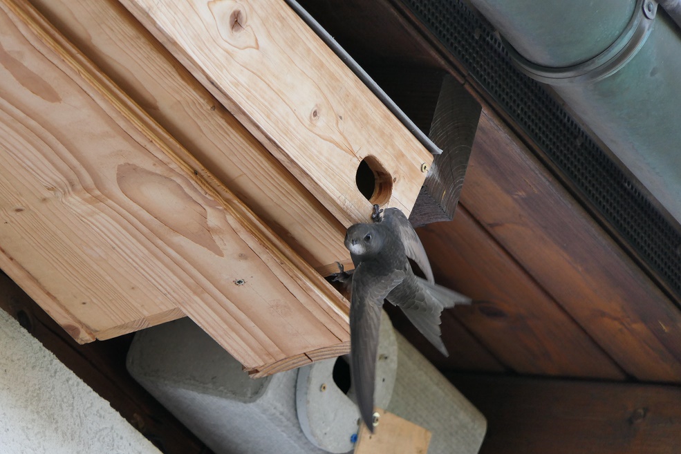 Segler am kasten.jpg