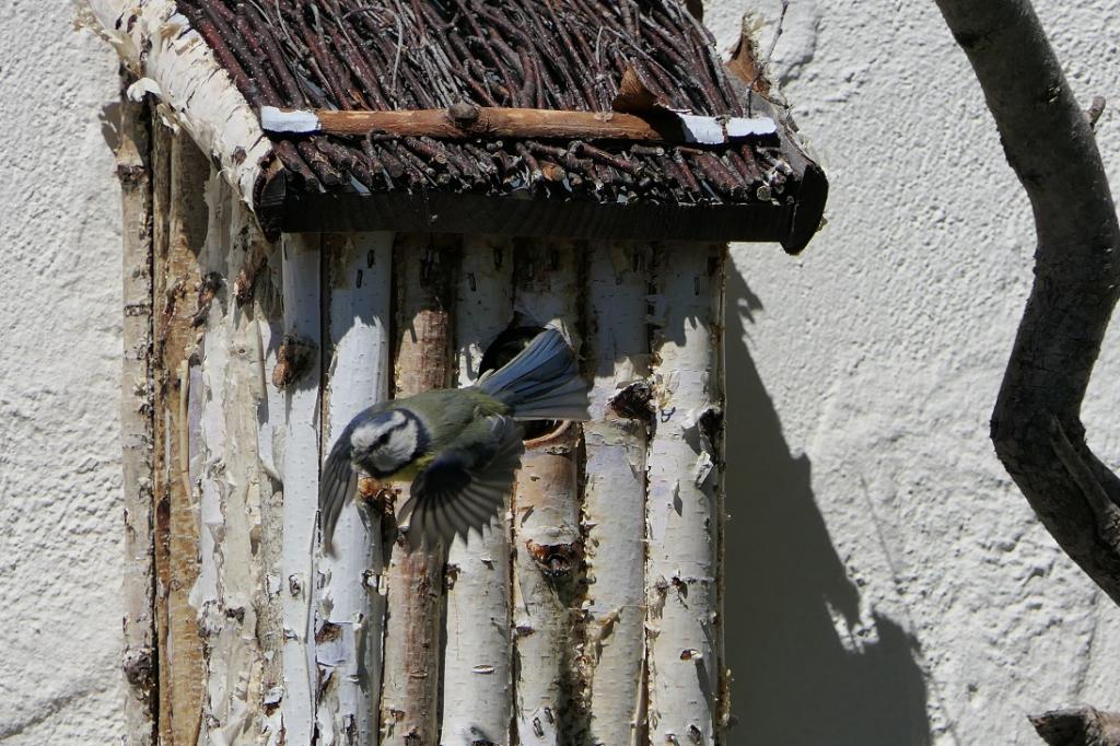 Meise Kastenabflug.jpg