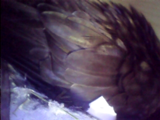 Eierschale 21.06.19.jpg