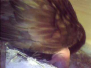 das 1. Küken ist geschlüpft 21.06.19.jpg