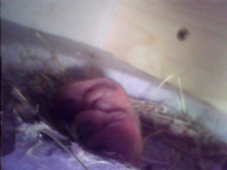 20   das 2. Küken ist da 23.06.19.jpg