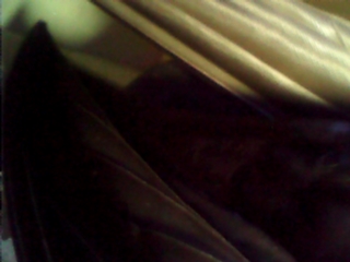 25   beide Elterntiere im Kasten -Federchaos ;).jpg