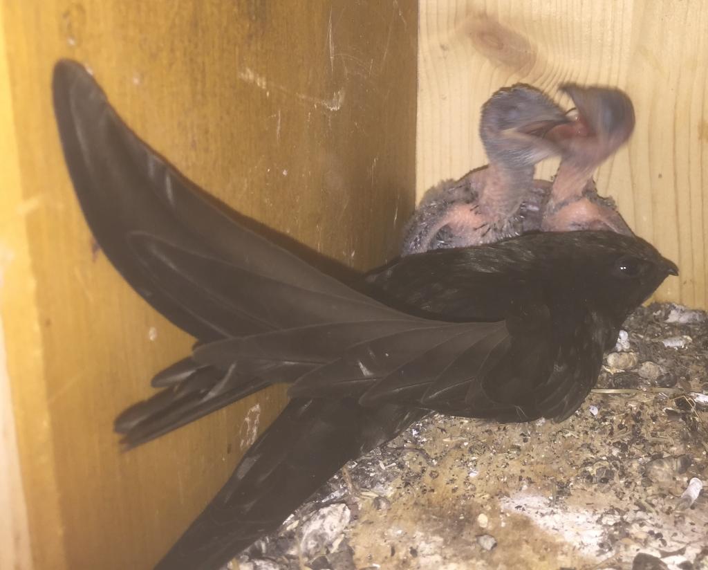 K 5, zwei Streithähne, 24.06.2019.jpg