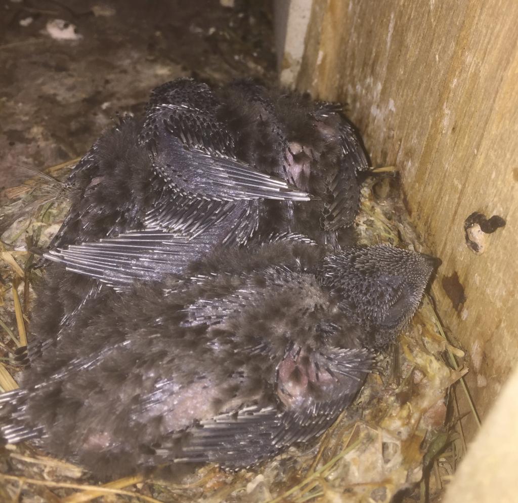 K 8, alle 3 Küken können Augen öffnen, 24.06.2019.jpg