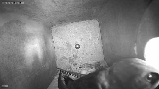 Kasten 4 mit 2 Eiern am 29. Juni