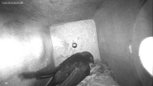 Erste Fütterung der 2 Küken