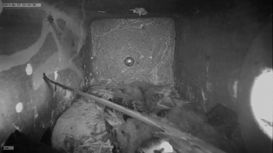 die drei Küken aus Kasten 3