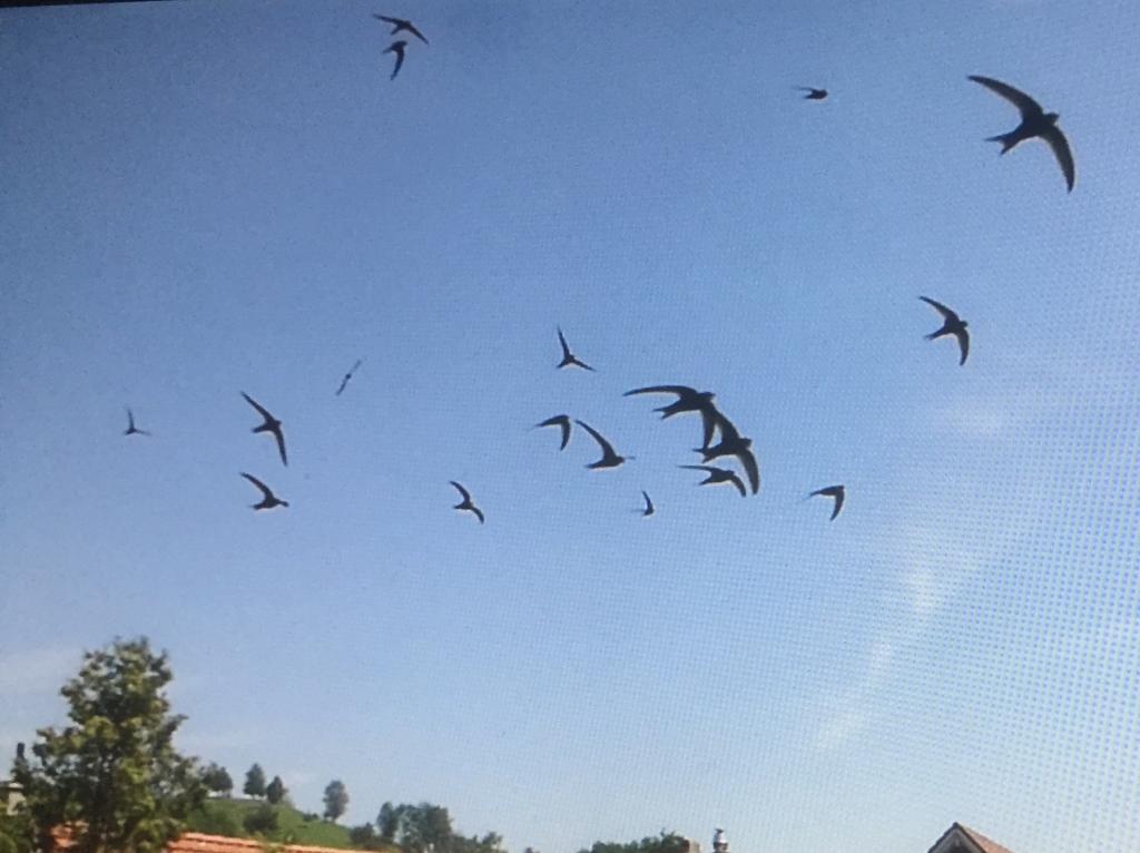 Screaming Party vor unserem Hausgiebel, 30.06.2019.jpg