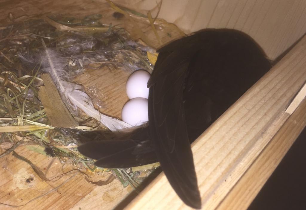 K 18, Erstbrüterpaar mit 2 Eiern, 30.06.2019.jpg