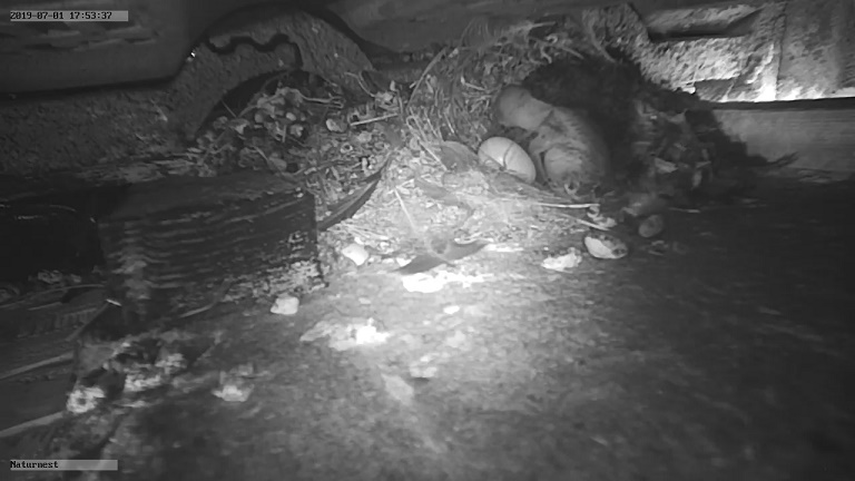 naturnest taubes ei.jpg