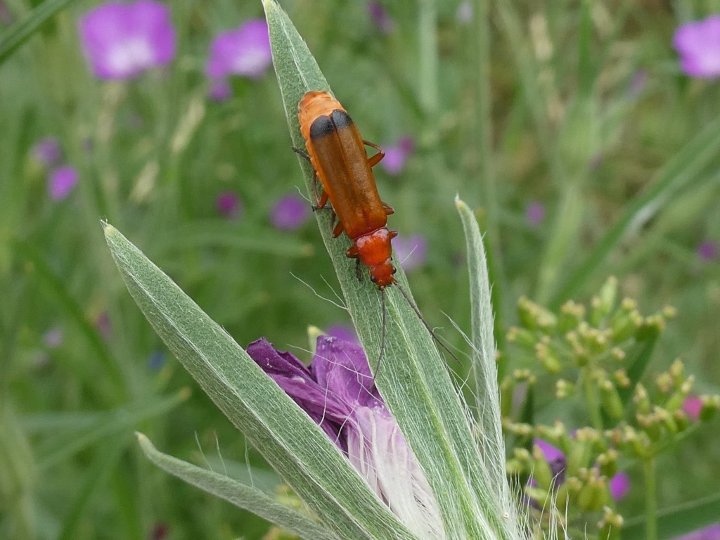 Rotgelbe Weichkäfer (Rhagonycha fulva)