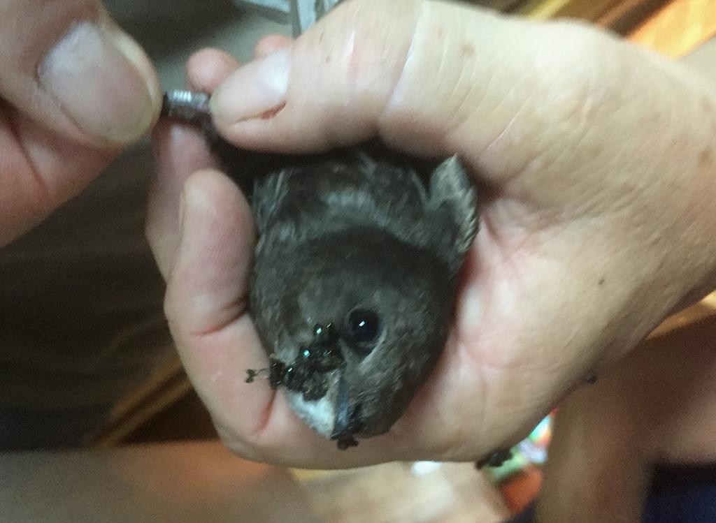 Kleine schwarze Käfer als Nahrung für die Brut, 05.07.2019.jpg