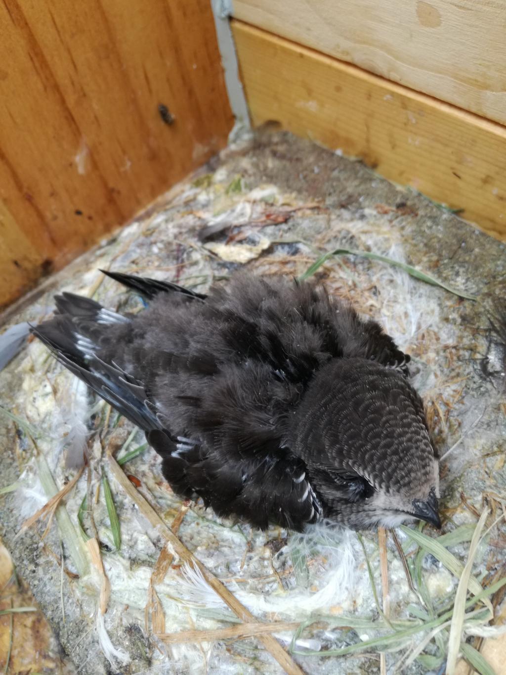 Einzelkind (Paar 1) - 06.07. #1.jpg