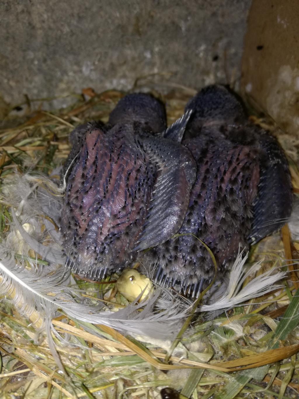 Küken (Paar 2) - 04.07..jpg