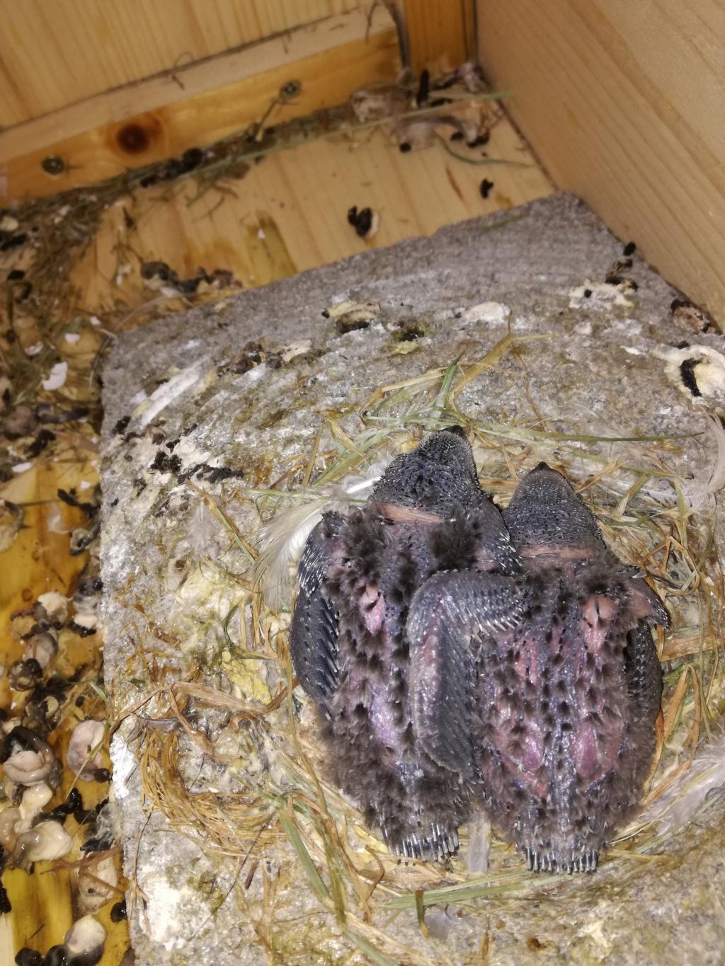 Küken (Paar 3) - 06.07..jpg